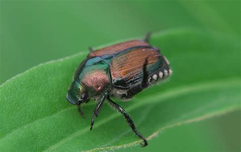 7 Effective Japanese Beetle Control Methods - The Bug Agenda