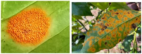 Agronomy | Free Full-Text | Coffee Leaf Rust (Hemileia vastatrix) in ...