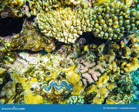 Giant Blue Clams in Coral in the Red Sea Stock Photo - Image of ...