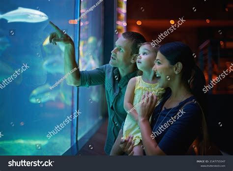 18,250 Family On Aquarium Images, Stock Photos & Vectors | Shutterstock