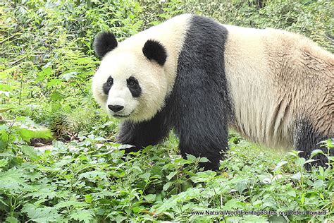 Sichuan Giant Panda Sanctuaries | Natural World Heritage Sites