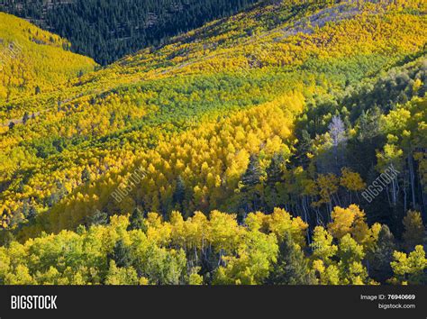 Aspen Forest Autumn Image & Photo (Free Trial) | Bigstock