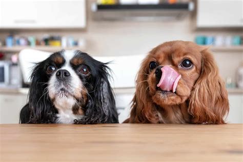 How Much to Feed a Cavalier King Charles Spaniel (Puppy & Adult Feeding ...