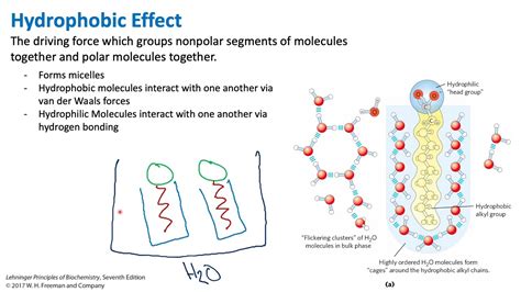 Hydrophobic Effect | Biochemistry - YouTube