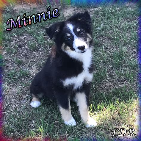 "Miniature Australian Shepherd" Puppies For Sale | Dallas, TX #276110