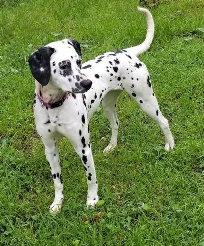 Dalmatian Puppy for Sale - Adoption, Rescue for Sale in Rockport, Maine ...