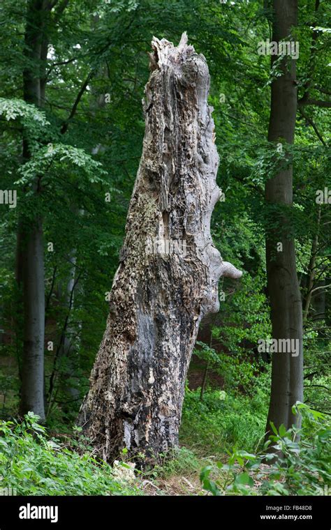 Old rotting tree stump in a forest Stock Photo - Alamy