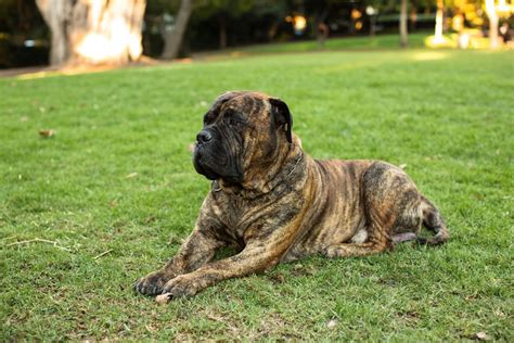 Brindle Mastiff: Facts, Origin & History (With Pictures) | Hepper