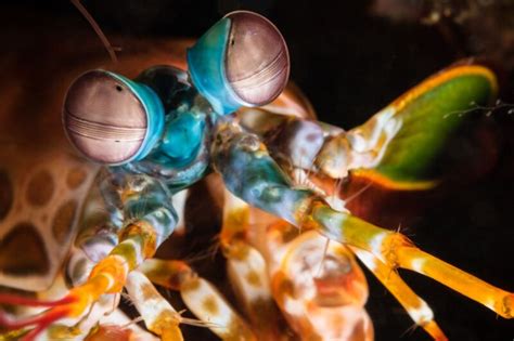 The googly eyes of the mantis shrimp inspire new optical sensors | Ars Technica