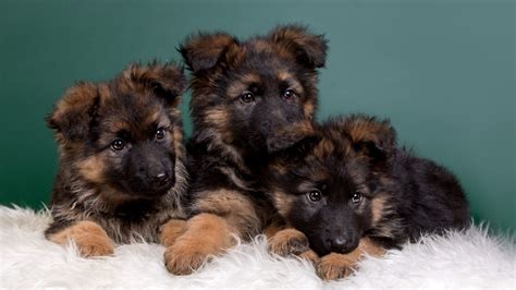 Owczarek niemiecki, szczenięta | Beautiful dog breeds, German shepherd puppies, Puppies