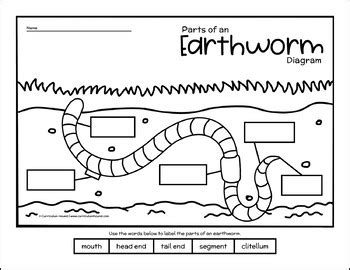 Worm Dissection Worksheets