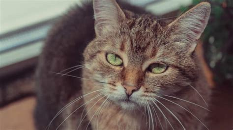 My Cat Has a Fever and is Lethargic: Why & How to Help