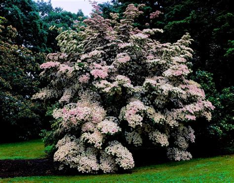 Kousa Dogwood trees (Cornus kousa) in a garden, United States National Arboretum, Washington DC ...