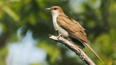 Black-billed Cuckoo | Audubon Field Guide