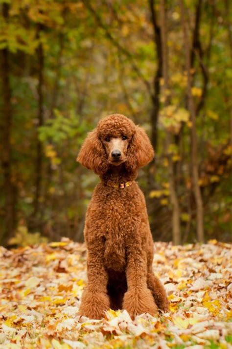 Intelligent Poodle Dog Breed: Trainable and Beautiful