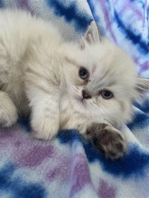 Persian Kittens | PetClassifieds.com