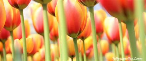 When are the tulips in bloom in 2017? - Tulips in Holland