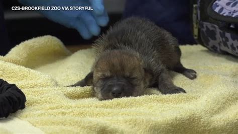 Mexican Wolf dogs born at Chicago Brookfield Zoo to be cross-fostered ...