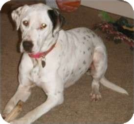 Hivvi | Adopted Dog | Plainfield, IL | Dalmatian/Labrador Retriever Mix