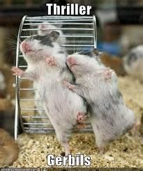 11 Funny Gerbil Memes Pictures Videos and Quotes | gerbil, hamster ...