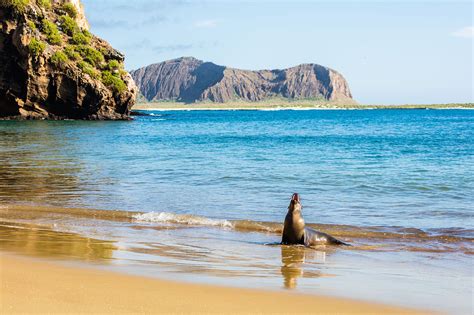 File:Lobo marino (Zalophus californianus wollebaeki), Punta Pitt, isla de San Cristóbal, islas ...