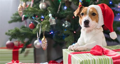 Six Steps to Puppy-Proof Your Christmas Tree