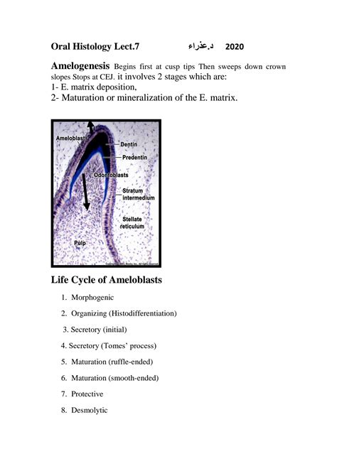 SOLUTION: Oral histology lec 7 amelogenesis - Studypool