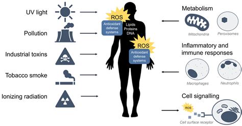 Antioxidants | Free Full-Text | Nrf2 and Oxidative Stress: A General Overview of Mechanisms and ...