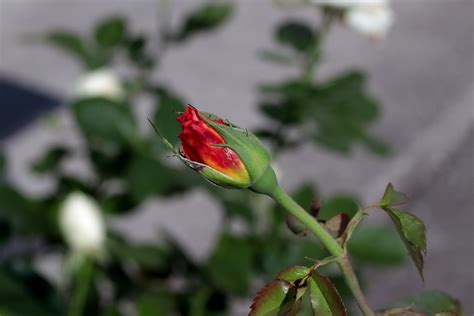 Rose Bud Rosebud - Free photo on Pixabay - Pixabay