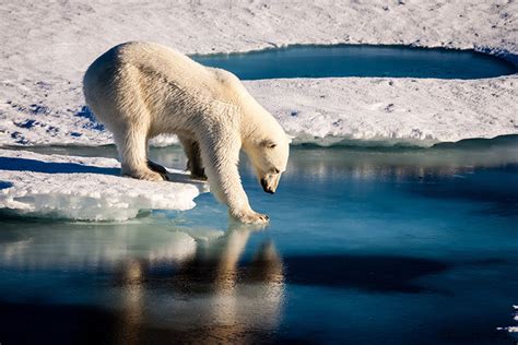 Polar bears across the Arctic face shorter sea ice season – Climate Change: Vital Signs of the ...