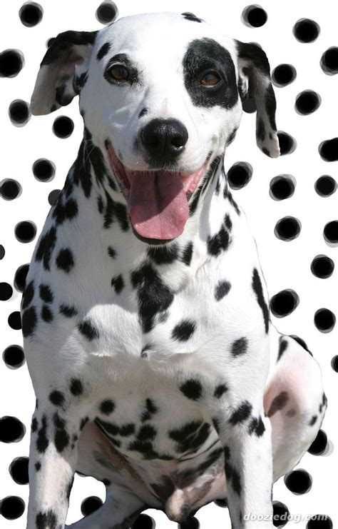 Dalmation Dog | Dalmatian, Schnoodle dog, Spotted dog