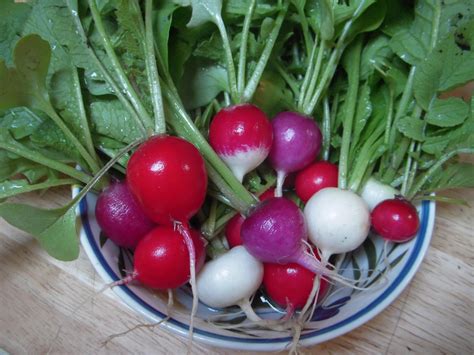 Beautiful Radish Harvest | Radishes are ready already! These… | Flickr - Photo Sharing!