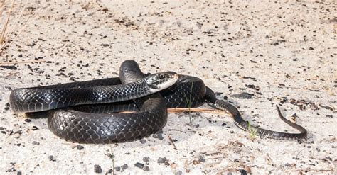 Black Garden Snake Florida | Fasci Garden