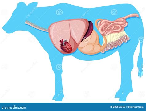 Internal Anatomy of Cow with Organs Stock Vector - Illustration of head ...