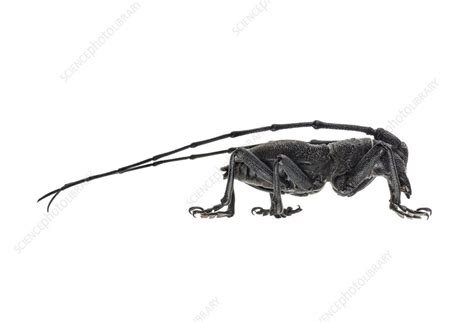 Longhorn beetle - Stock Image - C023/7930 - Science Photo Library