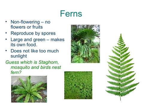 Types Of Non Flowering Plants - Design Talk