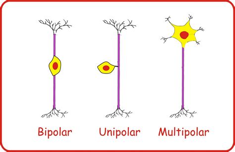 Sel Saraf | biologi.ku