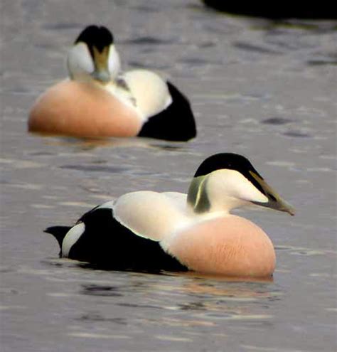 Birding For Pleasure: Eider Duck