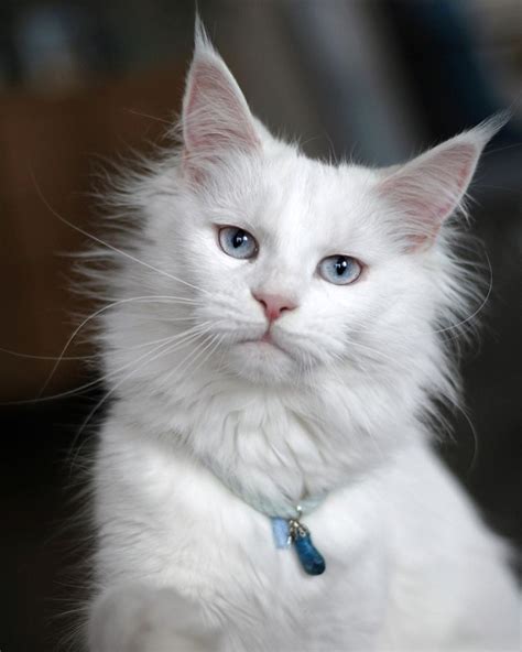 Gray And White Long Haired Cat Breeds - Pets Lovers