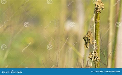 The Dry, Wilted Stems of Chili Plants Lack Water and Nutrients. Stock ...