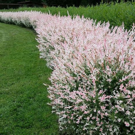 Salix Integra 'hakuro-nishiki' Dappled Willow Tree Bush Shrub Privacy ...