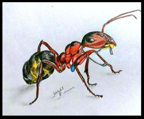 PENCIL DRAWING - ANT | Pencil drawings, Drawings, Ants