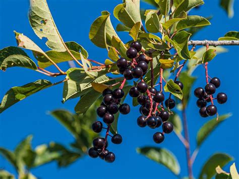 Growing Chokecherry Trees - Where To Plant Chokecherries | Gardening ...