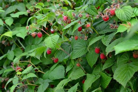 Premium Photo | Raspberry bush with green leaves and red berries isolated close up