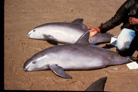 Facts About Porpoises | Live Science