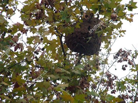 Hornet Nest High Tree Editorial Stock Photo - Stock Image | Shutterstock