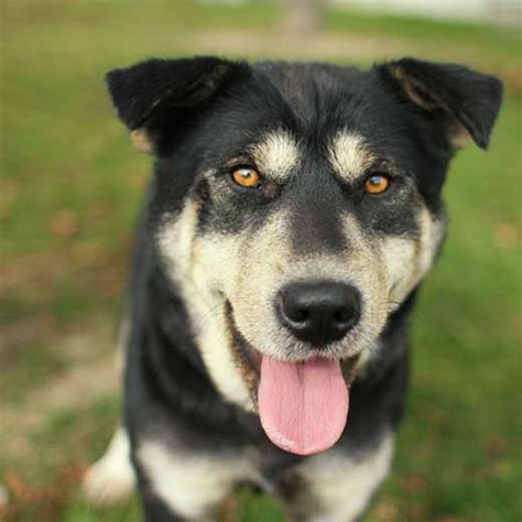 The Rottweiler Husky Mix (Rottsky): Too Much Of A Handful Or The Ideal Mix?