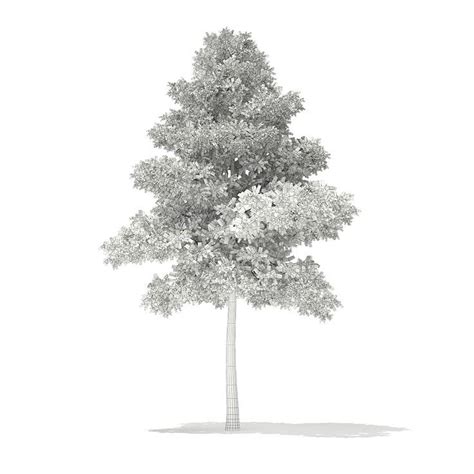 Architecture Tree | Tree photoshop, Landscape architecture graphics ...