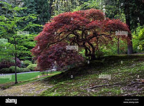 Japanese Garden in Portland, Oregon Stock Photo - Alamy