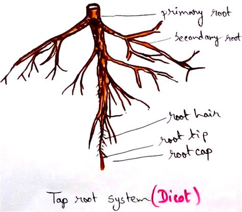 Monocotyledonous and Dicotyledonous Plants | Primary Dicot Stem